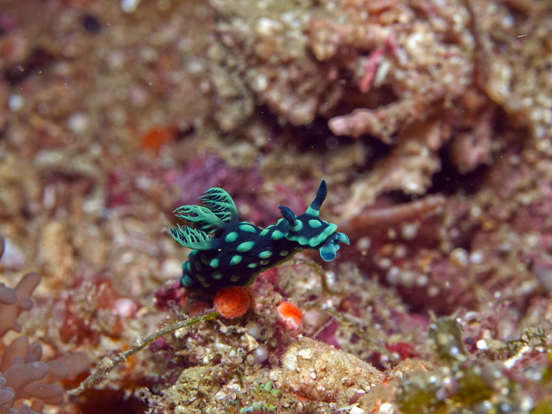 Nudibranch, Nudibranch City